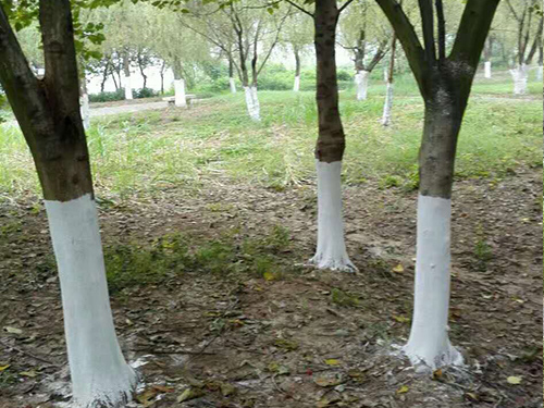 湘江風(fēng)光帶樹(shù)桿刷白4