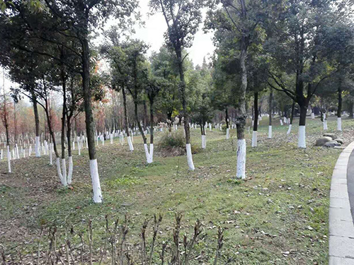 湘江風(fēng)光帶樹(shù)桿刷白5