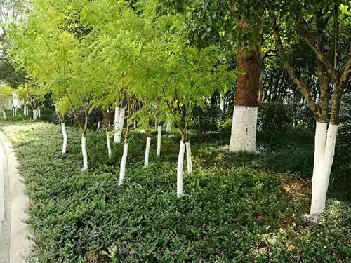 醴陵市城區(qū)樹桿刷白5