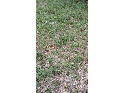 石子湖蔥蘭除雜3