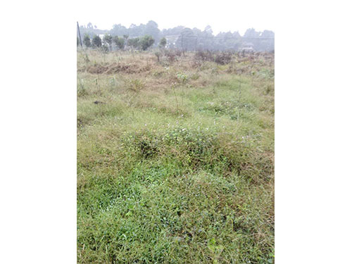 均楚除草試驗(yàn)