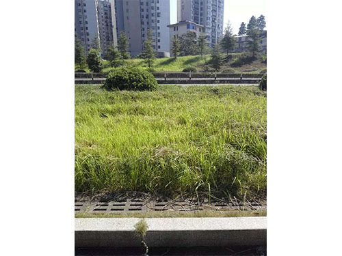 紅旗立交除絲毛草 (3)