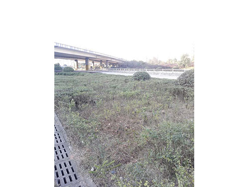 紅旗立交除絲毛草 (8）