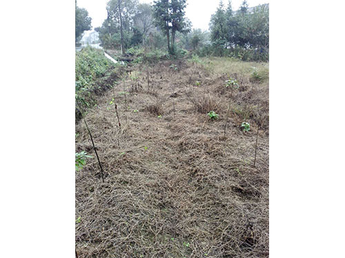 均楚除草試驗(yàn)2