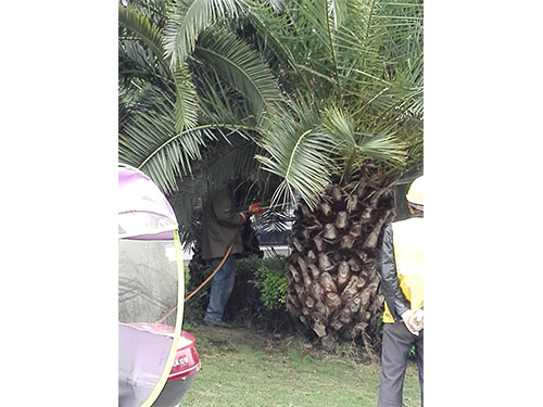 海棗樹防治（6）