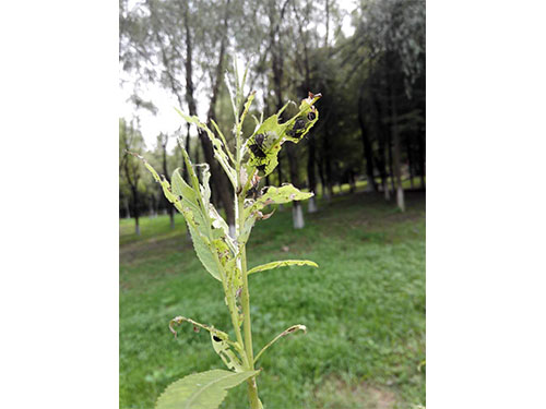 風(fēng)光帶螵蟲防治（5）