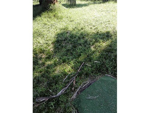 盤龍山莊玉龍草除雜 (4)