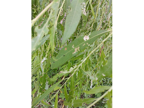 風(fēng)光帶螵蟲(chóng)防治（1）