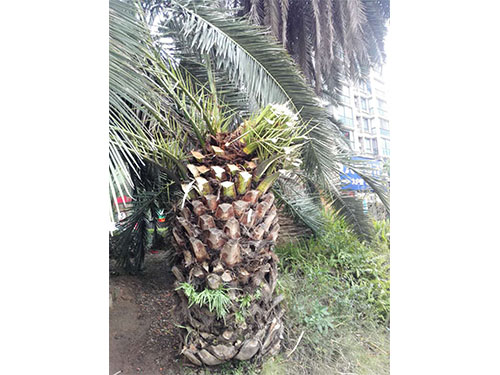 海棗樹防治（7）