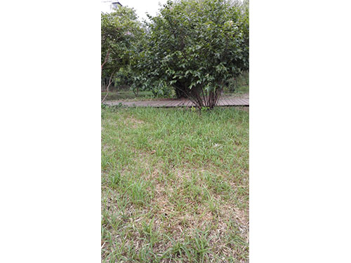 石子湖蔥蘭除雜1