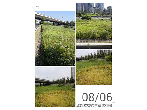 紅旗立交除絲毛草 (6)