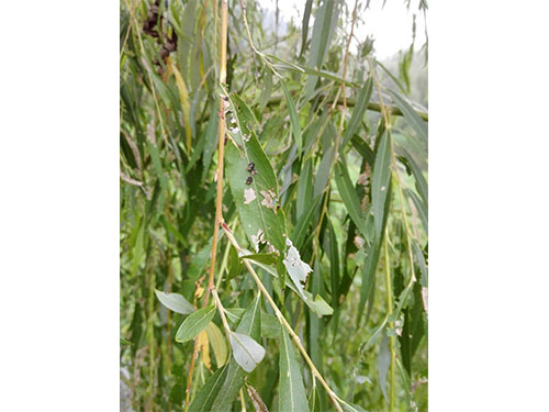 風(fēng)光帶螵蟲防治（2）