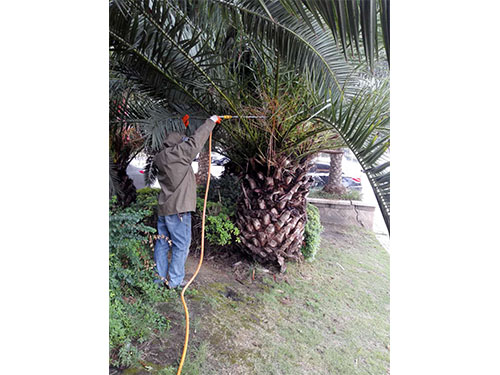 海棗樹防治（3）