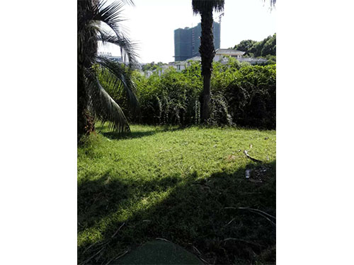 盤龍山莊玉龍草除雜 (1)