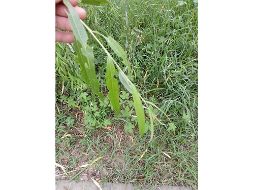 風(fēng)光帶螵蟲防治（3）