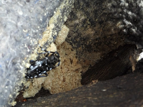 株洲市苗莆天牛治理 (1)