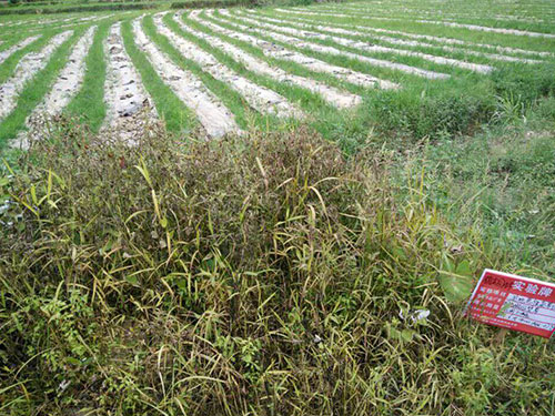 惡性雜草防除7