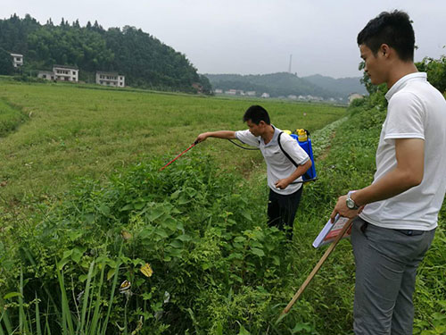 惡性雜草防除2