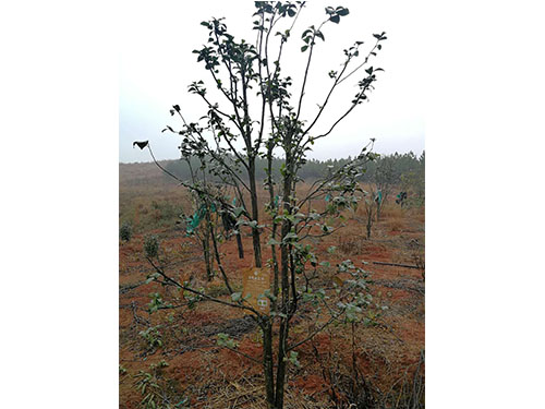 萬樟茶花救治  (8)