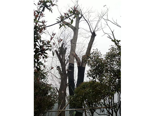 合花園林重陽林救治 (4)