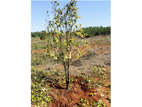 萬樟茶花救治  (1)