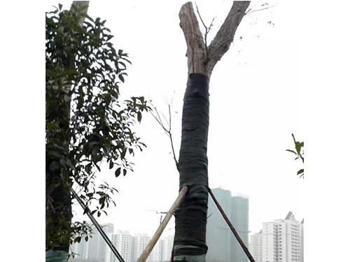 合花園林重陽林救治 (5)