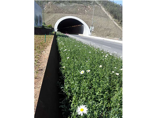 虎形山草花救治  (8)