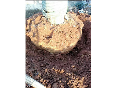 合花園林重陽(yáng)林救治 (1)