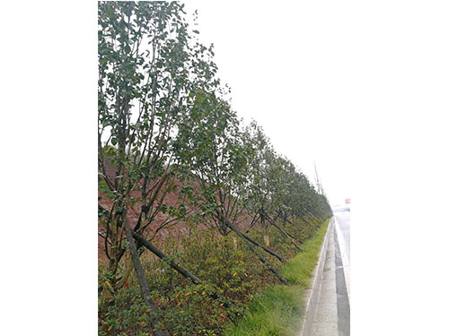 萬樟茶花救治  (11)