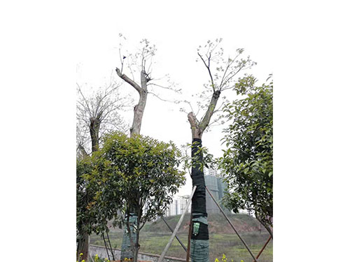 合花園林重陽林救治 (7)