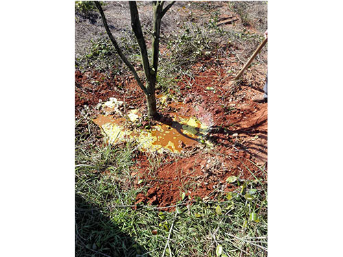 萬樟茶花救治  (6)