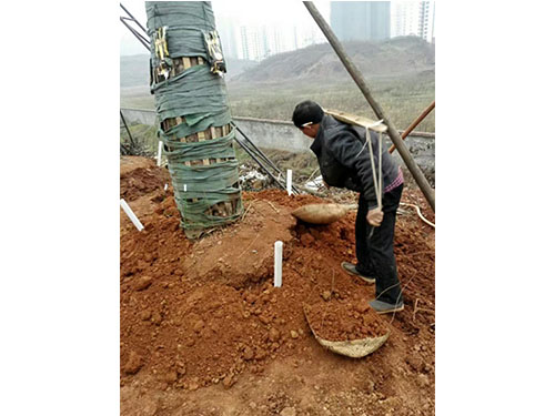 合花園林重陽(yáng)林救治 (3)