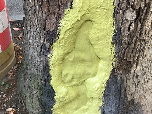 5.9樹洞清理涂刷