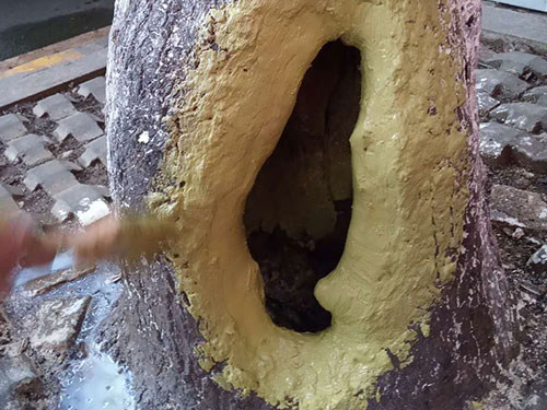 5.9樹洞清理涂刷