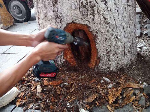 5.9樹洞清理涂刷