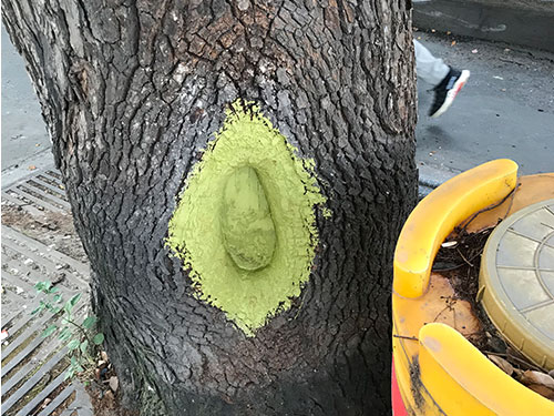 5.9樹(shù)洞清理涂刷