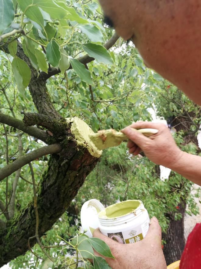 南方中學(xué)古樟樹