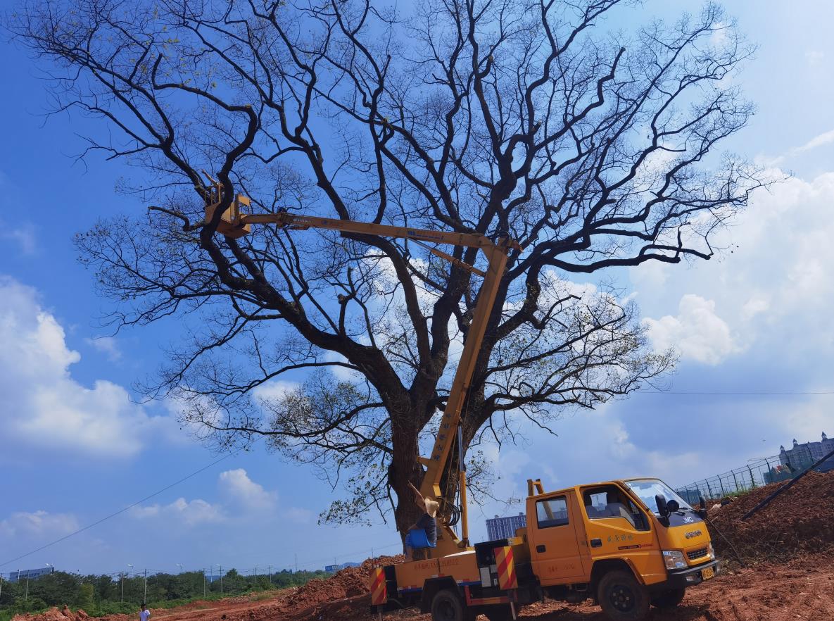 盤龍路古香樟樹救治現(xiàn)場照片