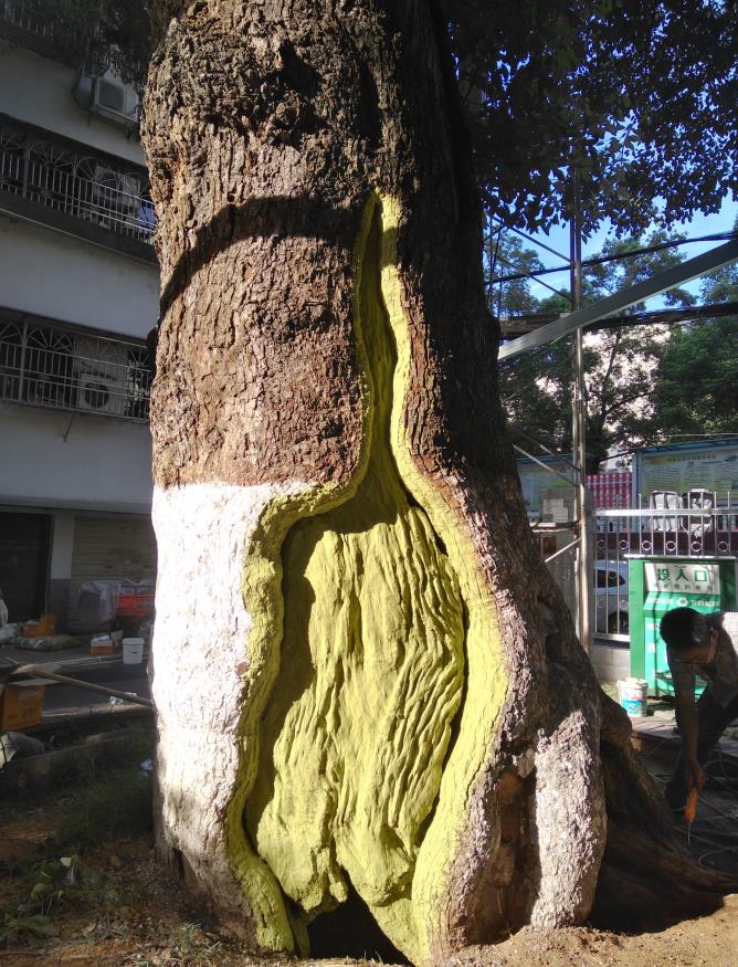 樟樹坪小學(xué)古香樟