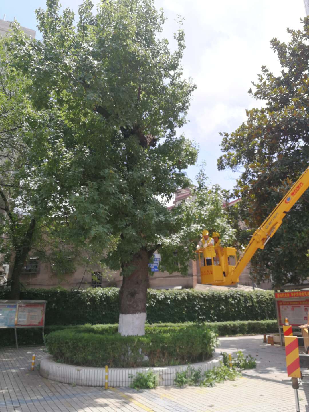 職業(yè)病防治中心古楓香