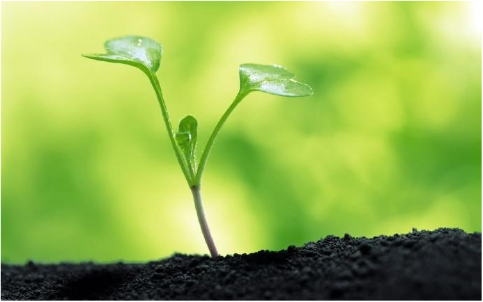 株洲市植友園林養(yǎng)護服務(wù)有限公司_株洲園林綠化養(yǎng)護|株洲綠化管理|病蟲害防治哪里的好|株洲園林綠化工程公司|白蟻防治病蟲害治理