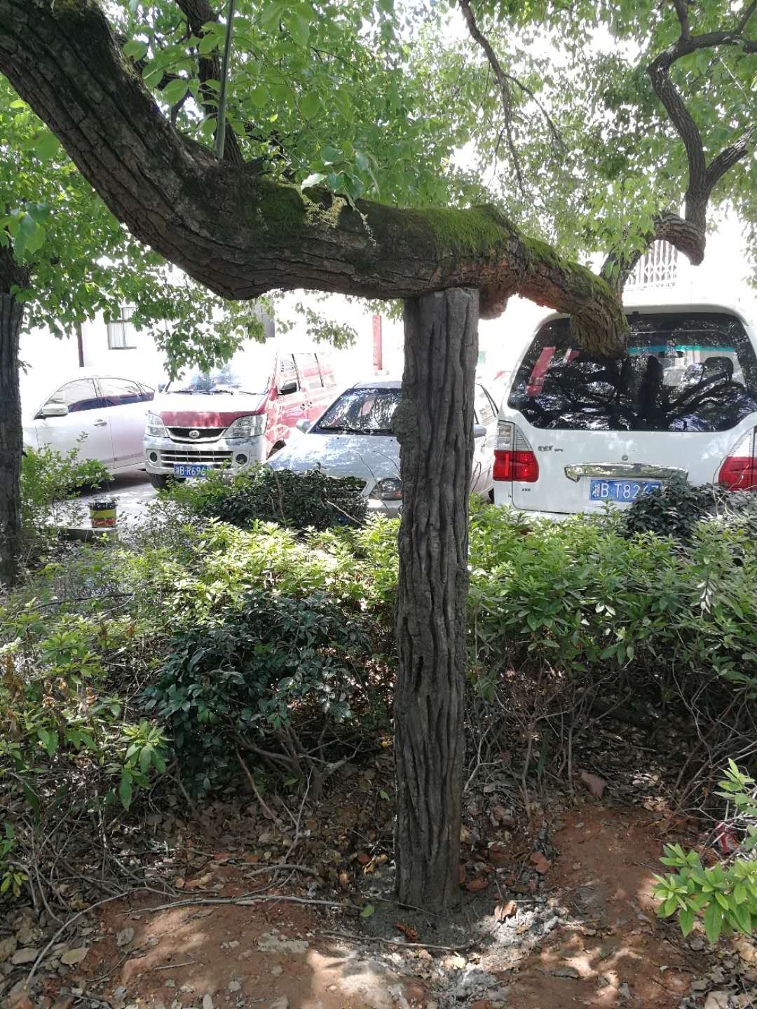 株洲植友職業(yè)培訓(xùn)學(xué)校有限公司_株洲園林綠化養(yǎng)護|株洲綠化管理|病蟲害防治哪里的好|株洲園林綠化工程公司|白蟻防治病蟲害治理