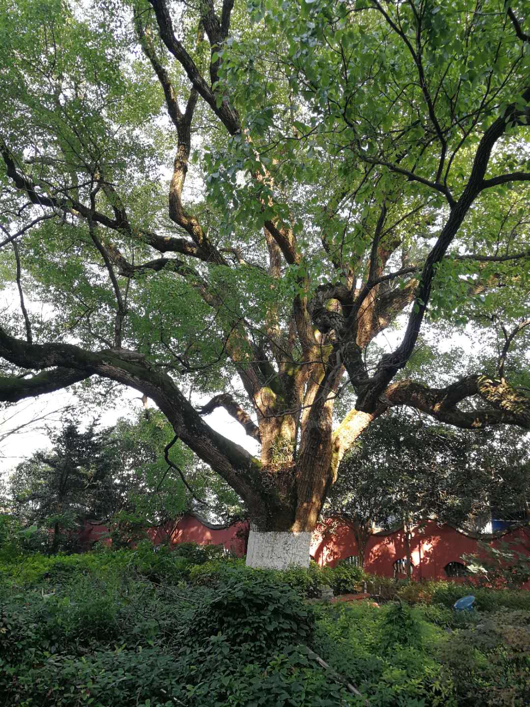 株洲植友職業(yè)培訓(xùn)學(xué)校有限公司_株洲園林綠化養(yǎng)護|株洲綠化管理|病蟲害防治哪里的好|株洲園林綠化工程公司|白蟻防治病蟲害治理