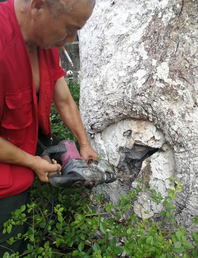 株洲植友職業(yè)培訓(xùn)學(xué)校有限公司_株洲園林綠化養(yǎng)護(hù)|株洲綠化管理|病蟲害防治哪里的好|株洲園林綠化工程公司|白蟻防治病蟲害治理
