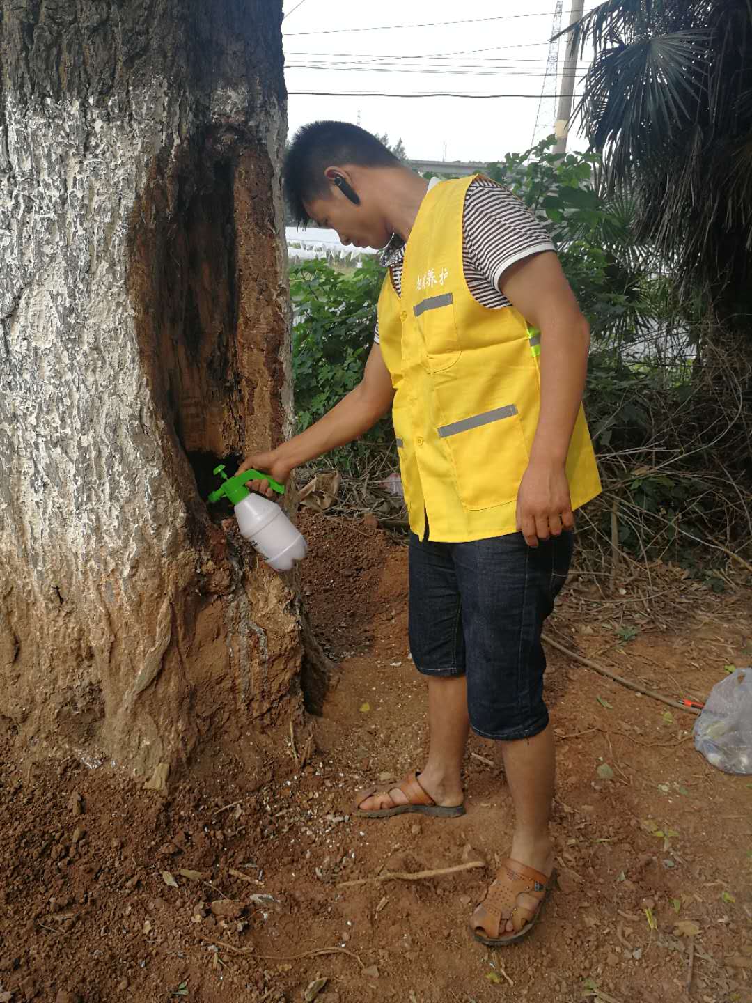 株洲植友職業(yè)培訓(xùn)學(xué)校有限公司_株洲園林綠化養(yǎng)護(hù)|株洲綠化管理|病蟲害防治哪里的好|株洲園林綠化工程公司|白蟻防治病蟲害治理