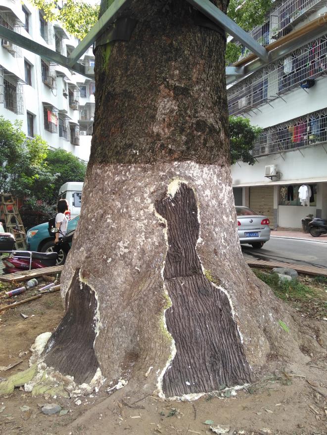 株洲植友職業(yè)培訓學校有限公司_株洲園林綠化養(yǎng)護|株洲綠化管理|病蟲害防治哪里的好|株洲園林綠化工程公司|白蟻防治病蟲害治理