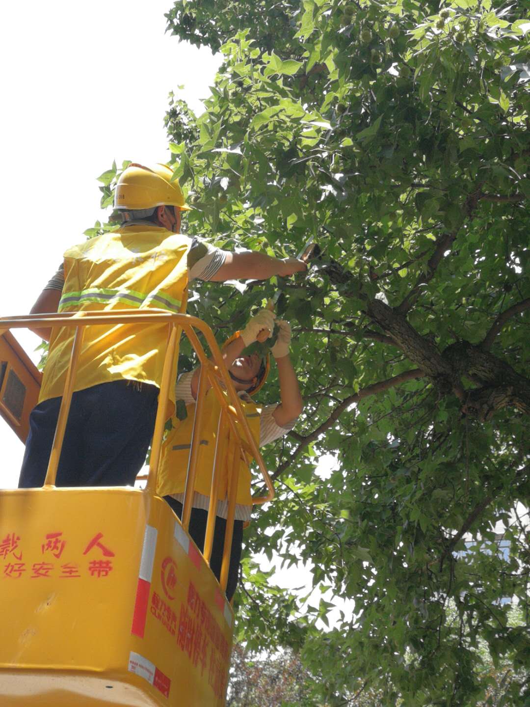 株洲植友職業(yè)培訓(xùn)學(xué)校有限公司_株洲園林綠化養(yǎng)護(hù)|株洲綠化管理|病蟲害防治哪里的好|株洲園林綠化工程公司|白蟻防治病蟲害治理