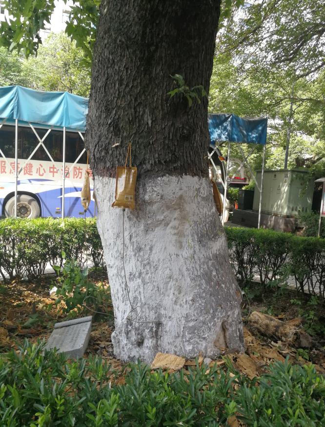 株洲植友職業(yè)培訓(xùn)學(xué)校有限公司_株洲園林綠化養(yǎng)護(hù)|株洲綠化管理|病蟲害防治哪里的好|株洲園林綠化工程公司|白蟻防治病蟲害治理