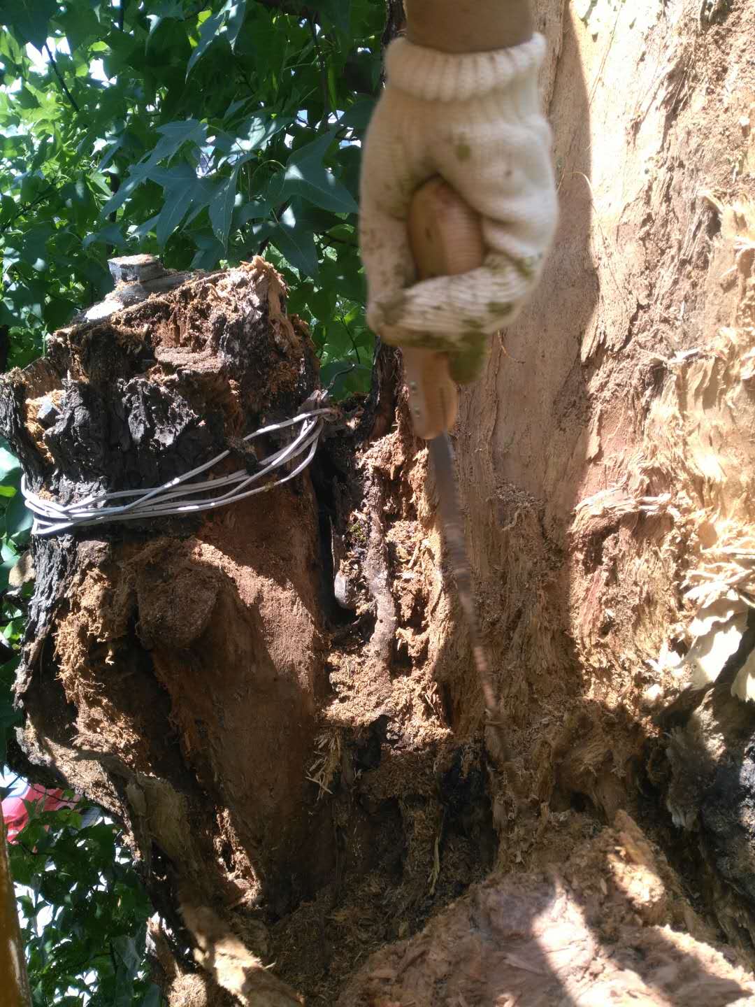 株洲植友職業(yè)培訓(xùn)學(xué)校有限公司_株洲園林綠化養(yǎng)護(hù)|株洲綠化管理|病蟲害防治哪里的好|株洲園林綠化工程公司|白蟻防治病蟲害治理